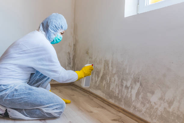 Mold Remediation specialist working in Wellington